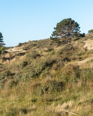 Foto auf Acrylglas Nordsee dune landscape on the dutch north sea  © Ulrich