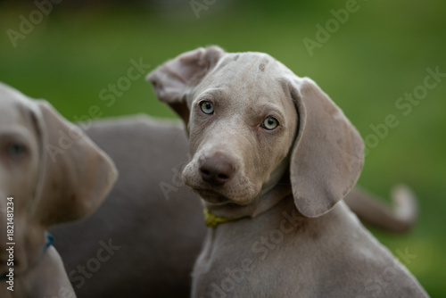 Photography A young Weimaraner puppy with blue eyes is tilting its head and looking directly at the camera