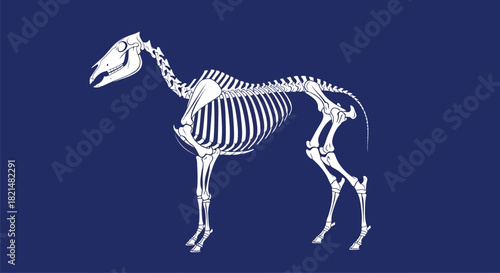 Detailed scientific rendering of a quadruped animal's skeletal system, showcasing the intricate bone structure and anatomical precision for educational and biological study