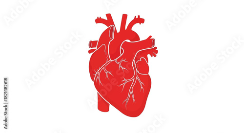 Detailed anatomical human heart illustration isolated on a white background, symbolizing medical science, life, and health concepts