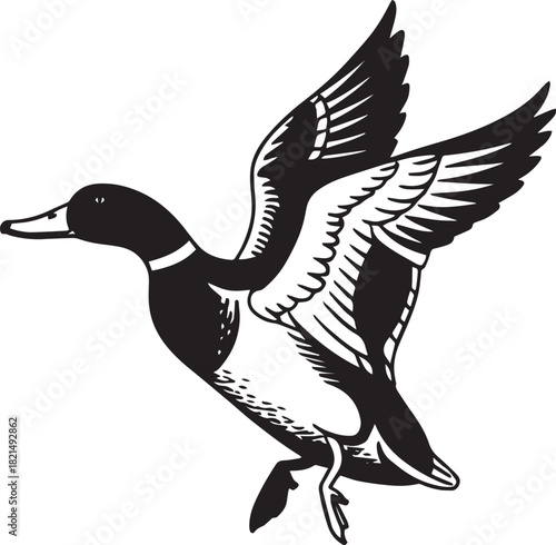 Vintage black and white illustration mallard ducks in various poses isolated on