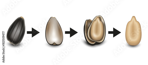 Infographic of Sunflower Seed from Shell to Kernel, Close Up, White Background