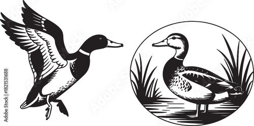 Vintage black and white illustration set of two mallard ducks in various poses isolated on