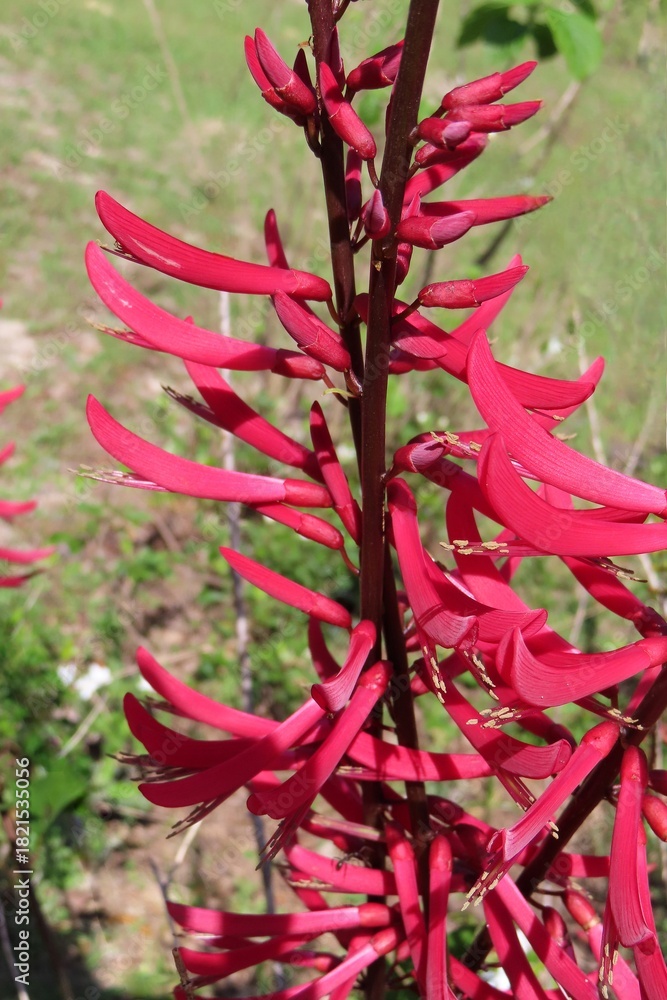 Obraz premium Erythrina herbacea plant in Florida nature, closeup