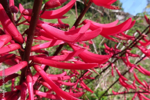 Erythrina herbacea plant in Florida nature, closeup