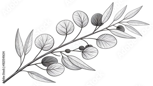 Elegant Eucalyptus Branch Line Drawing – Minimal Monochrome Botanical Art