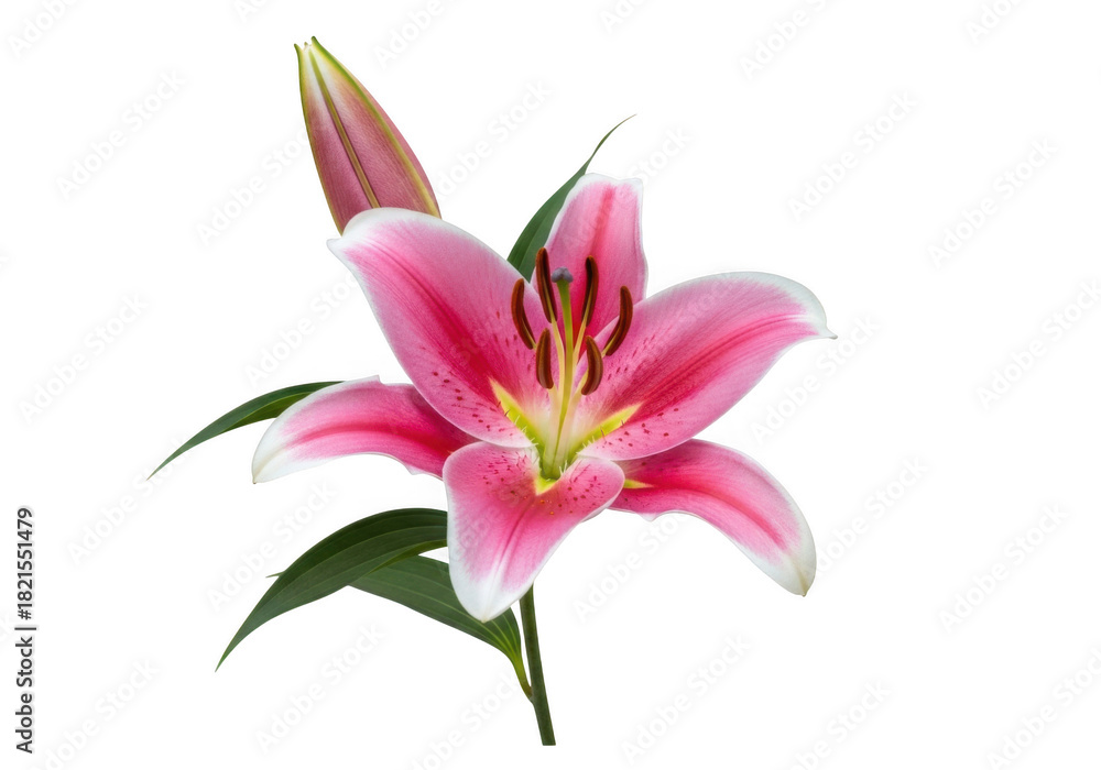 Fototapeta premium Pink lily bloom with bud and leaves isolated on transparent background