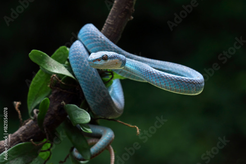 Blue viper snake on a tree, blue white-lipped snakes, trimeresurus Insularis	