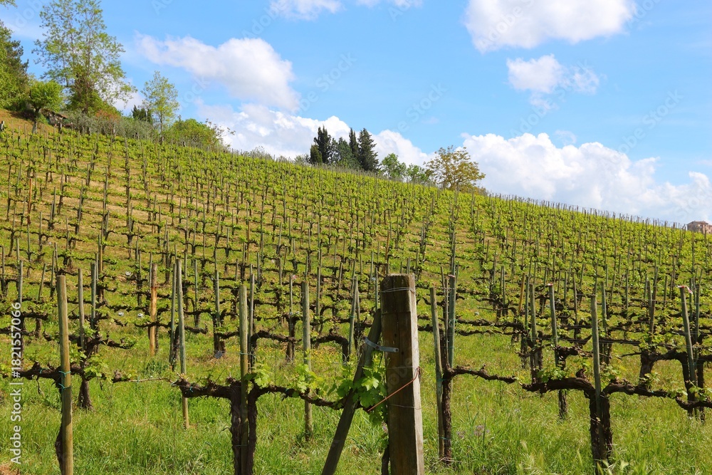 Naklejka premium Vineyards in Tuscany - rural Italy. Agricultural countryside area in the province of Siena.