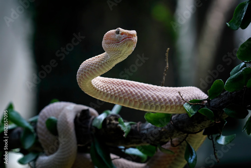 Trimeresurus purpureomaculatus on a branch, Mangrove pit viper, indonesia snake
