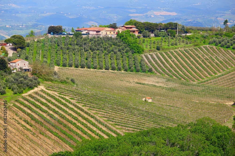 Fototapeta premium Vineyards and olive groves in Tuscany - rural Italy. Agricultural countryside area in the province of Siena.