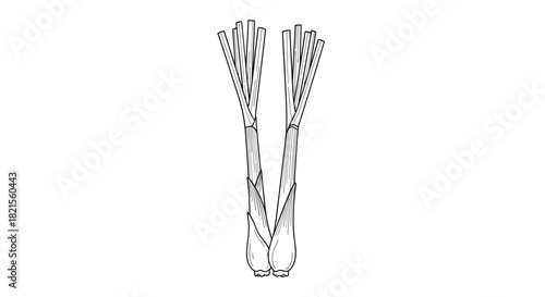 Black and white line art illustration of two fresh lemongrass stalks showing their distinct shape for coloring or design.