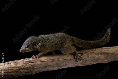 Javan squirrel tupaia walking on a branch, Horsfield's treeshrew isolated on black background