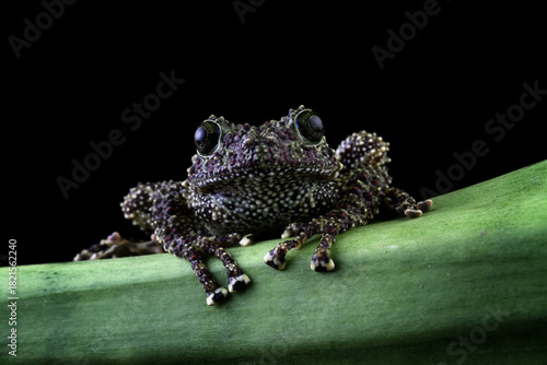 mossy tree frog isolated on black background, front view frog, Vietnamese mossy frog on a leaves