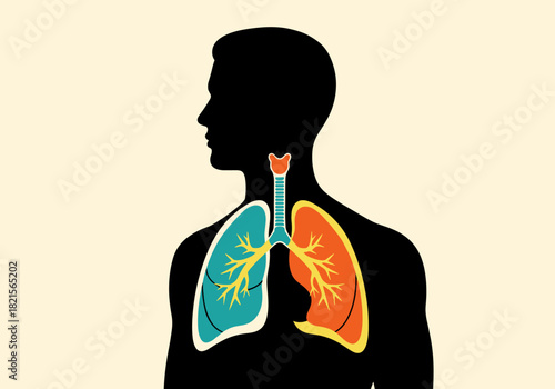 Silhouette of human body with colorful lungs and respiratory system diagram