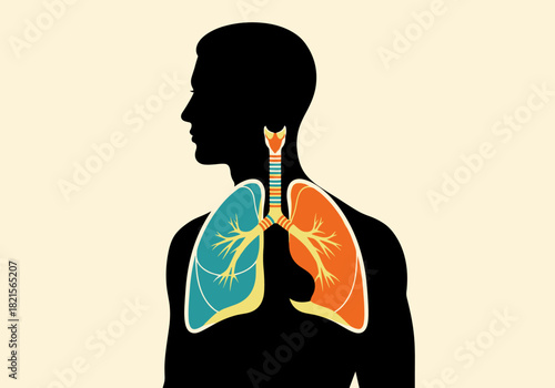 Colorful anatomical silhouette of human respiratory system on pale background