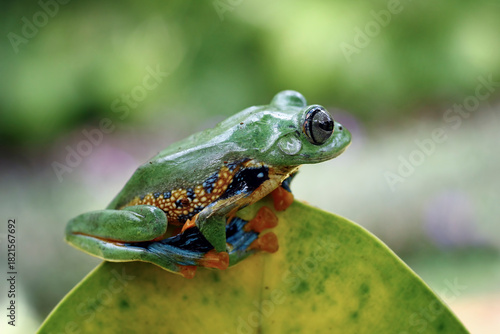 Flying tree frog on a leaves, Gliding frog (Rhacophorus reinwardtii)