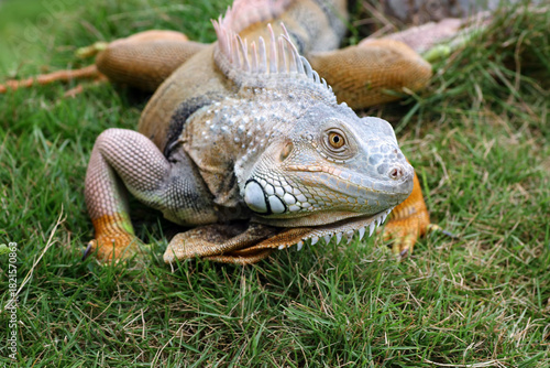 adult red iguana walking on grass