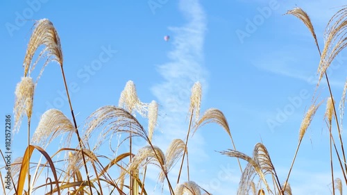 晩秋の青空と風にそよぐススキ