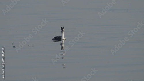 The Bahri, whose scientific name is Podiceps Cristatus, is from the Podicipedidae family.