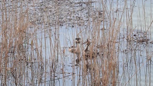 The Bahri, whose scientific name is Podiceps Cristatus, is from the Podicipedidae family.
