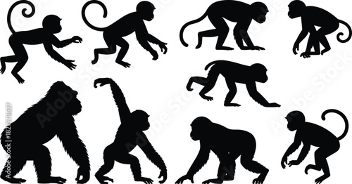 Primate silhouette vector set, monkey ape poses, black animal illustration, walking climbing reaching, wildlife anatomy, evolution, graphic, nature