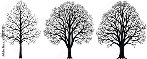 Leafless deciduous tree silhouettes with varied branching patterns, winter forest elements, bare trees illustration for nature, botany, and design themes