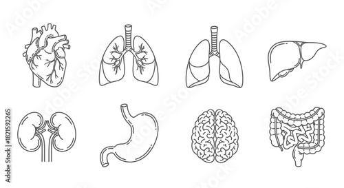 Human Organs Line Art Heart Lungs Liver Kidneys Stomach Brain Intestines.
