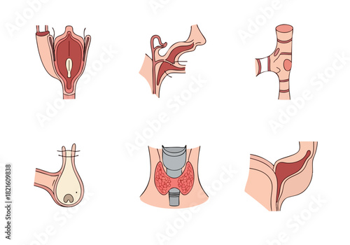 Anatomical Structures Detailed Illustrations of Throat and Thyroid Gland
