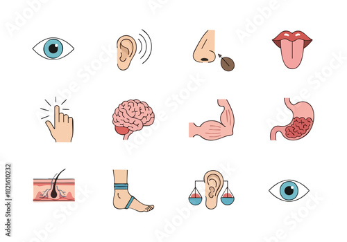 Human Anatomy Illustration Senses and Body Parts