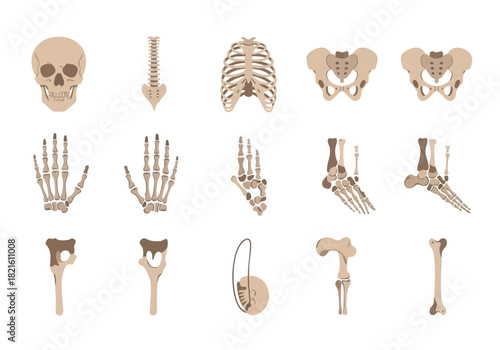 Anatomical Illustration of Human Skeletal Structure for Educational and Medical Purposes