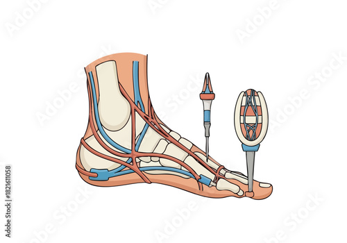 Anatomy of the Foot A Detailed Illustration of Bones and Vessels