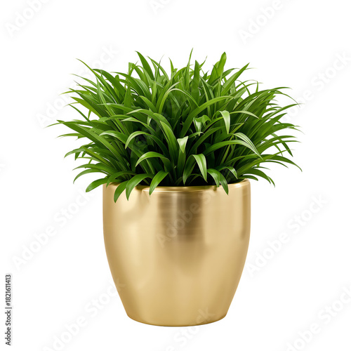 Vibrant Green Plant in Shiny Gold Pot Adding Fresh Style to Home Decor