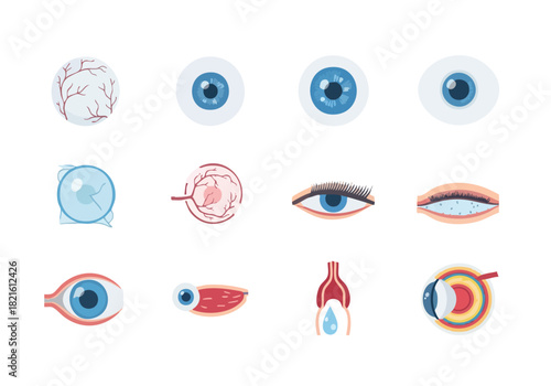 Anatomy and Structures of the Eye Detailed Vector Illustrations