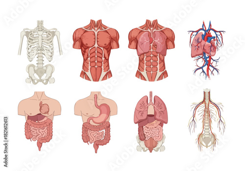 Anatomical Illustration Exploring the Human Body's Systems