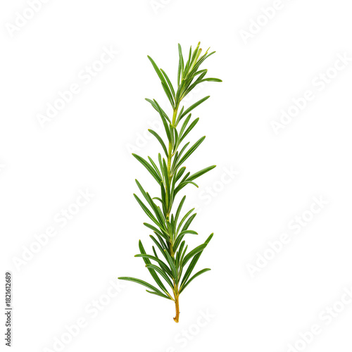 Fresh Rosemary Sprig With Vibrant Green Leaves Showcases Culinary Potential a...