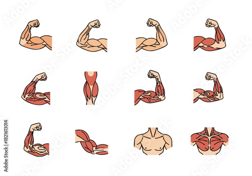Fitness Arm Muscles Illustration Anatomy & Strength Training