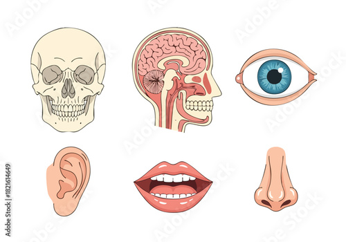 Anatomical Study Human Cranium, Brain, Eye, Ear, Mouth, and Nose