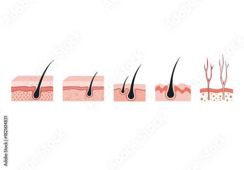 Anatomical Vector Illustration of Lungs for Medical Design