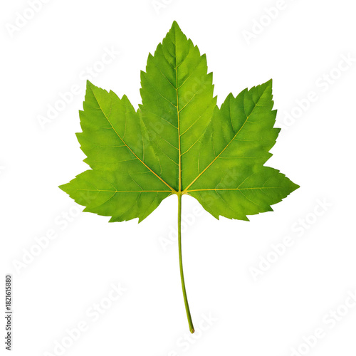 Bright Green Leaf With Detailed Texture Against a Plain Background Shows Natu...