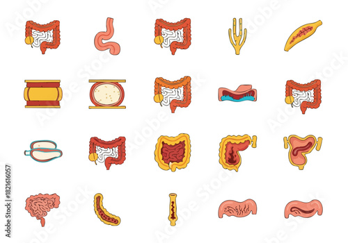 Anatomical Illustration of the Human Urinary System with Kidneys, Ureters, and Bladder