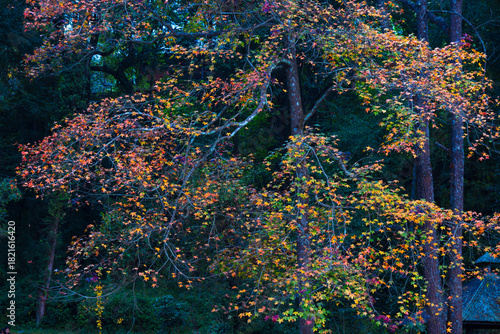 Vibrant autumn foliage with colorful maple leaves creating a natural seasonal background, perfect for nature themes, travel visuals, fall promotions, wallpapers, posters, and environmental design.