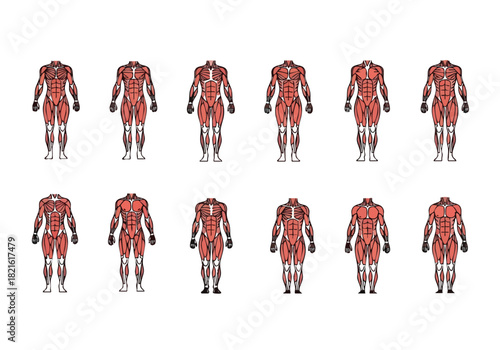 Anatomical Illustration of Muscle Layers, Muscle Structure, Human Body Anatomy for Medical Education