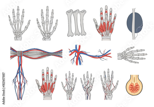 Detailed Anatomical Illustration of the Human Hand