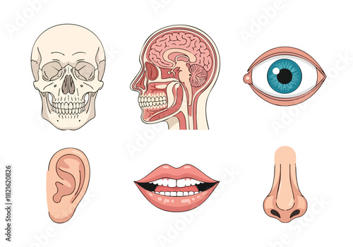 Anatomical Illustration Featuring a Human Skull, Brain, Eye, Ear, Mouth, and Nose