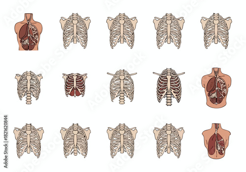 Anatomical Ribcage Collection Artistic Illustrations of the Human Torso