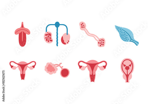 Set of vector graphics showing female reproductive system parts in a modern style