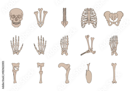 Human Vascular System Anatomy Veins and Arteries Illustration