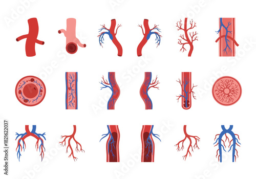 Anatomy of Blood Vessels Veins, Arteries, and Capillaries Illustration