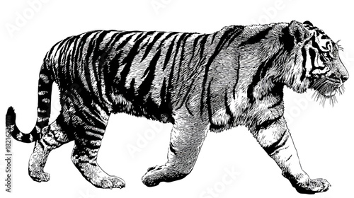 Detailed vintage engraving style drawing of a powerful tiger walking, showing its distinctive striped fur pattern in black and white
